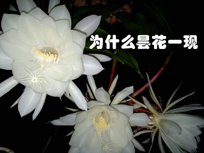為什么曇花開(kāi)放時(shí)間特別短