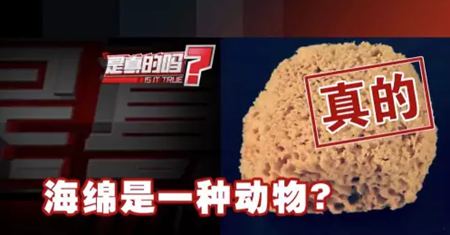 為什么說海綿是動物？