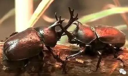 為什么獨(dú)角仙總是喜歡打架？