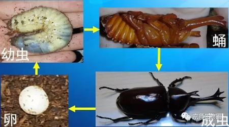 為什么獨(dú)角仙總是喜歡打架？