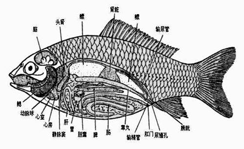 魚為什么能在水里游？