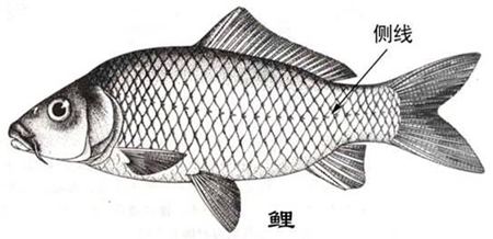 為什么魚(yú)的身體上有兩條側(cè)線?