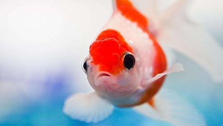 魚(yú)身上的黏液有什么作用？怎么去除？