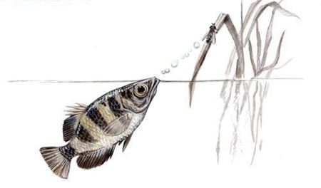射水魚如何射中獵物？