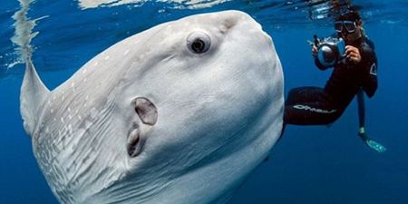 什么魚是“產(chǎn)卵大王”?