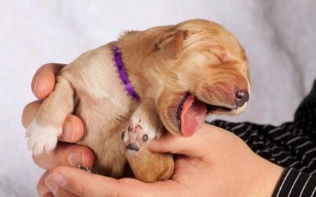 動物打哈欠是什么意思？