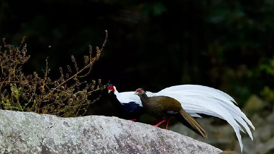 為什么雄鳥比雌鳥漂亮？