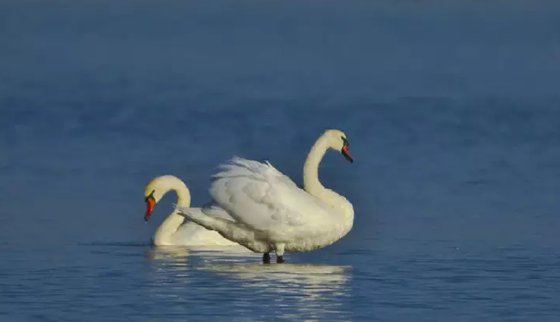 為什么雄鳥比雌鳥漂亮？