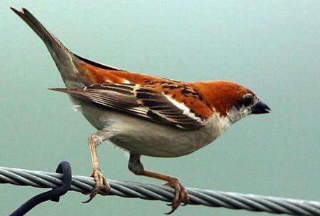 麻雀是益鳥還是害鳥？