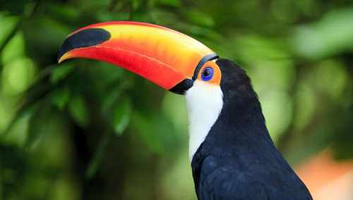 巨嘴鳥的嘴有什么作用？