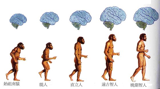 為什么類(lèi)人猿不可能進(jìn)化成人？
