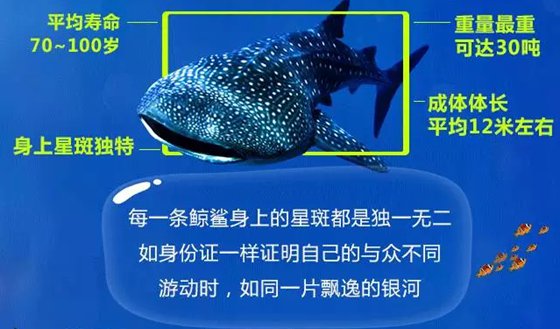 世界上最大的魚(yú)是什么魚(yú),鯨鯊有多大