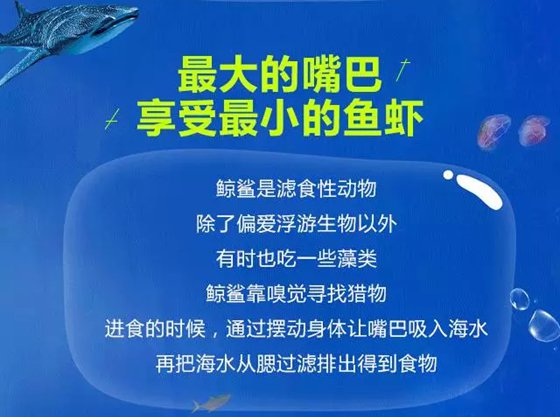 世界上最大的魚(yú)是什么魚(yú),鯨鯊有多大