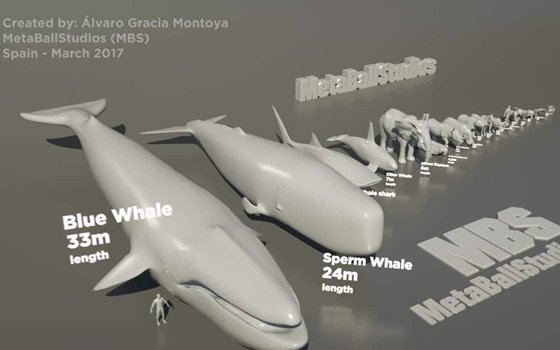 世界上最大的魚(yú)是什么魚(yú),鯨鯊有多大