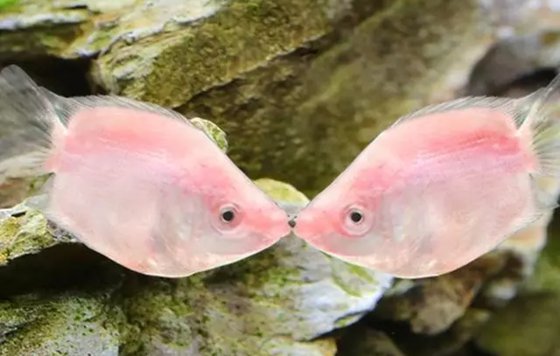接吻魚(yú)為什么接吻,親嘴魚(yú)親嘴的原因