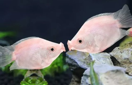 接吻魚(yú)為什么接吻,親嘴魚(yú)親嘴的原因
