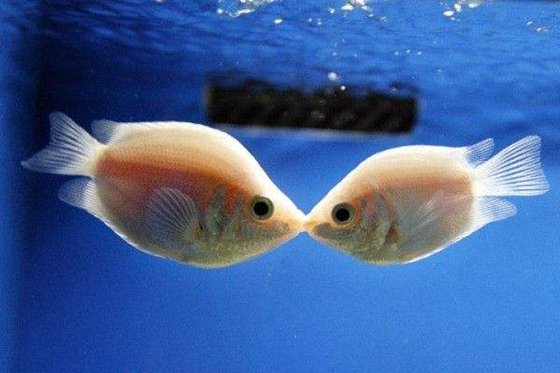 接吻魚(yú)為什么接吻,親嘴魚(yú)親嘴的原因