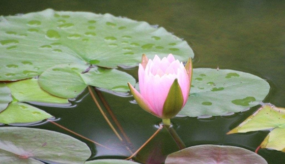 為什么植物也要睡覺(jué),會(huì)睡覺(jué)的植物有哪些