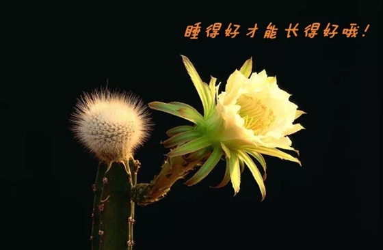 為什么植物也要睡覺(jué),會(huì)睡覺(jué)的植物有哪些