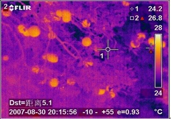 為什么植物也會感冒發(fā)燒,植物體溫變化的原因