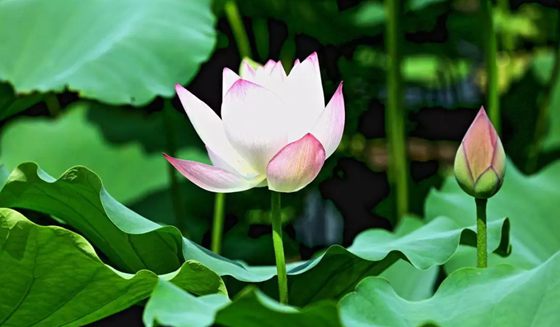 為什么荷花能生活在水中？