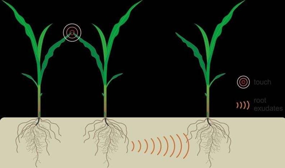 植物會(huì)說話嗎,植物也有自己的語(yǔ)言