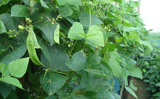 植物會(huì)說話嗎,植物也有自己的語(yǔ)言