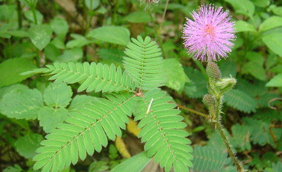 植物為什么能預(yù)測(cè)地震