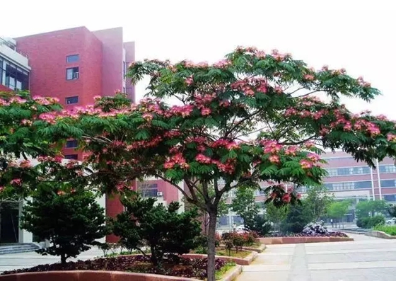 植物為什么能預(yù)測(cè)地震