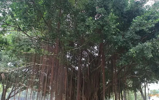 植物為什么能預(yù)測(cè)地震