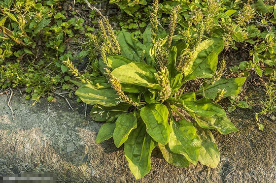 植物給人類哪些啟示,為什么說植物是天然設(shè)計師