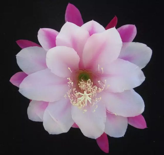 曇花為什么在晚上開,曇花一現是為什么