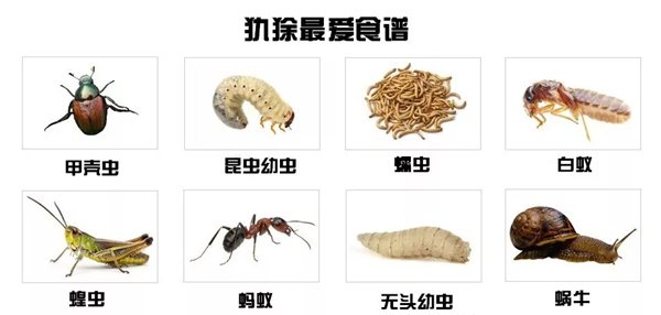犰狳怎么讀,犰狳是什么動物,犰狳為什么有麻風(fēng)病