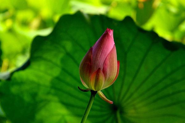 菡萏怎么讀拼音是什么,菡萏的意思是什么,關(guān)于菡萏的詩(shī)句
