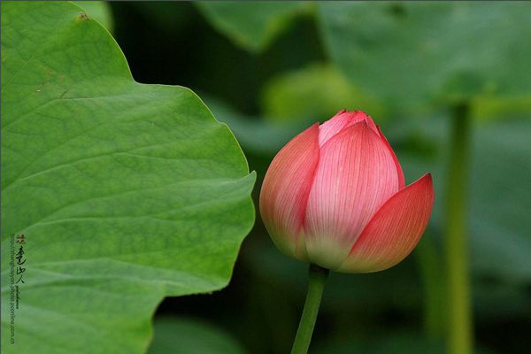 菡萏怎么讀拼音是什么,菡萏的意思是什么,關(guān)于菡萏的詩(shī)句
