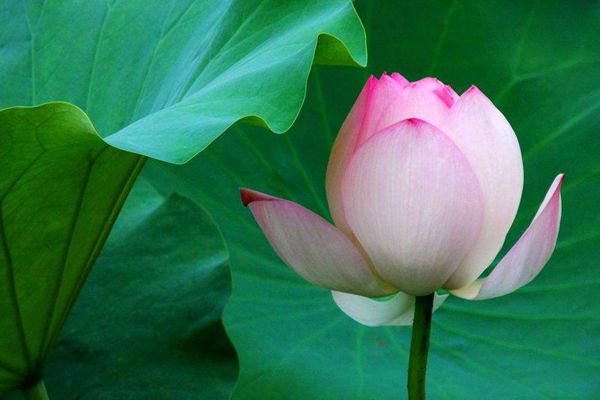 菡萏怎么讀拼音是什么,菡萏的意思是什么,關(guān)于菡萏的詩(shī)句
