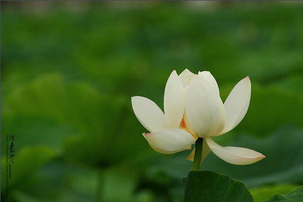 菡萏怎么讀拼音是什么,菡萏的意思是什么,關(guān)于菡萏的詩(shī)句