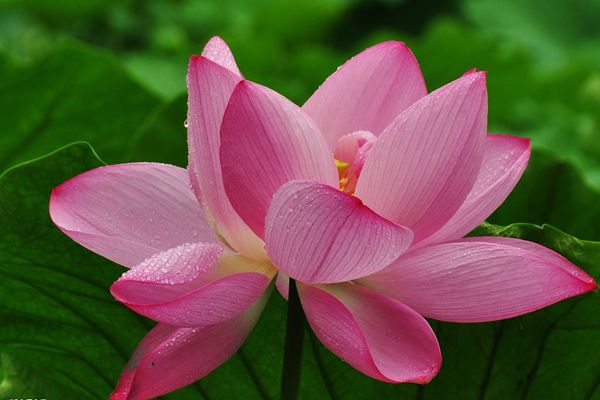 菡萏怎么讀拼音是什么,菡萏的意思是什么,關(guān)于菡萏的詩(shī)句