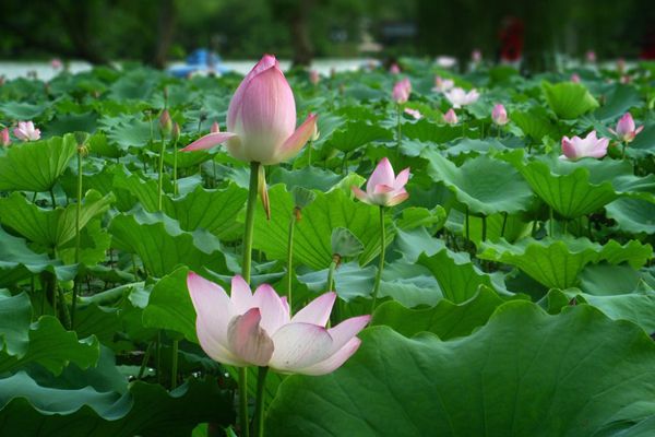 菡萏怎么讀拼音是什么,菡萏的意思是什么,關(guān)于菡萏的詩(shī)句