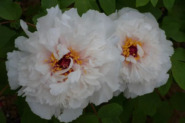 為什么牡丹花是國(guó)花,中國(guó)的國(guó)花為什么是牡丹