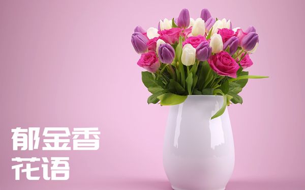 郁金香的花語(yǔ)是什么,郁金香花語(yǔ)大全