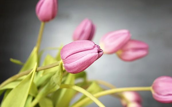郁金香的花語(yǔ)是什么,郁金香花語(yǔ)大全