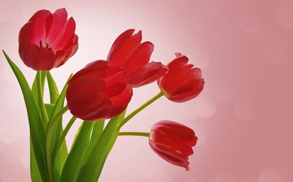 郁金香的花語(yǔ)是什么,郁金香花語(yǔ)大全