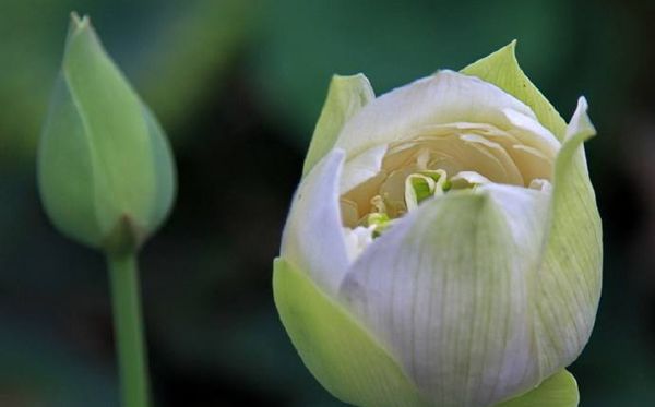 蓮花的花語(yǔ)是什么,蓮花花語(yǔ)大全