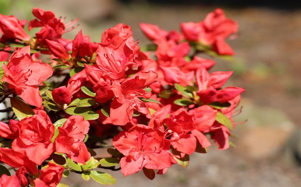 杜鵑花的花語(yǔ)是什么,杜鵑花花語(yǔ)大全