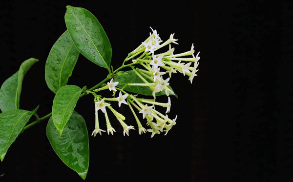 夜來(lái)香的花語(yǔ)是什么,夜來(lái)香花語(yǔ)大全