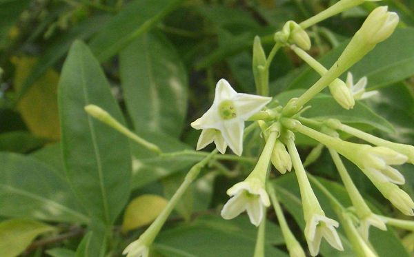 夜來(lái)香的花語(yǔ)是什么,夜來(lái)香花語(yǔ)大全