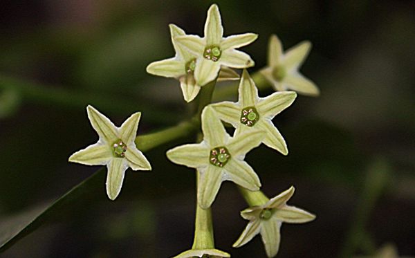 夜來(lái)香的花語(yǔ)是什么,夜來(lái)香花語(yǔ)大全