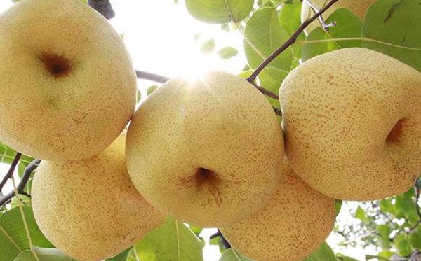 碭山怎么讀,碭山的拼音是什么,碭山是哪個(gè)省哪個(gè)市