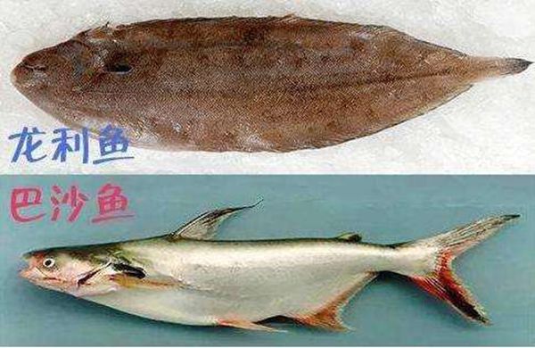 巴沙魚(yú)為什么不能吃,吃巴沙魚(yú)有什么危害嗎